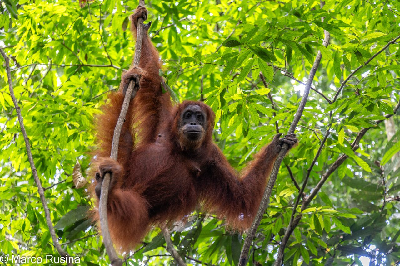 Sumatra Orangutan