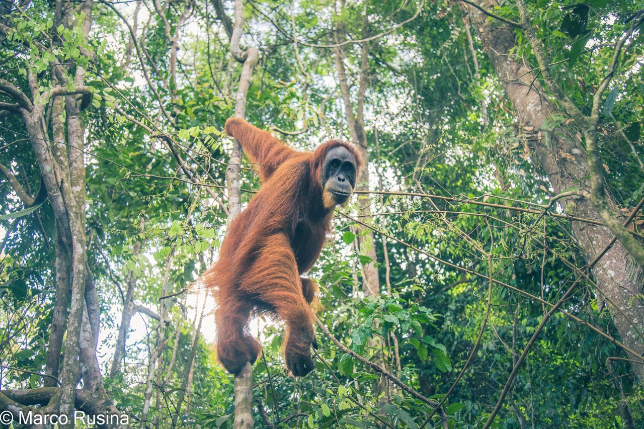 Sumatra Orangutan