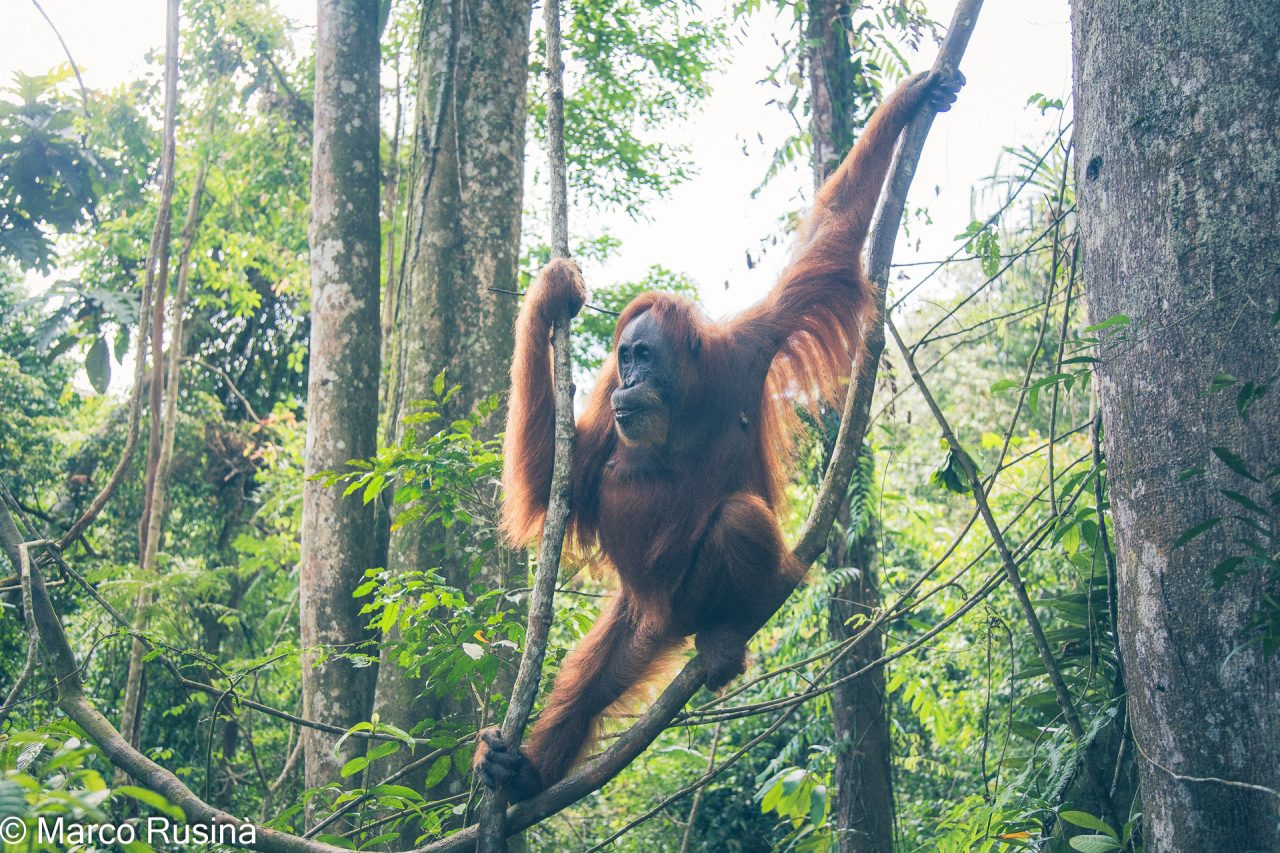 Sumatra Orangutan