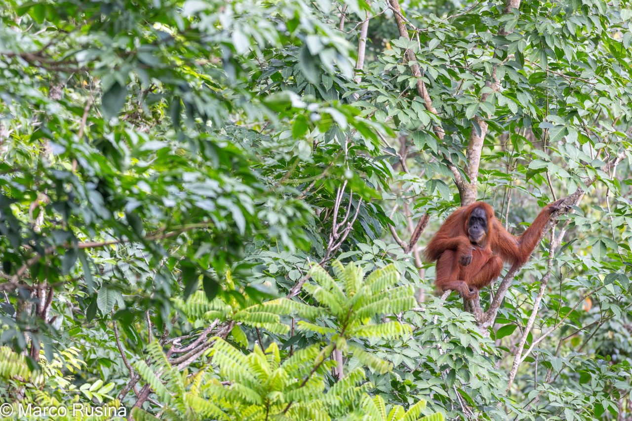 Sumatra Orangutan