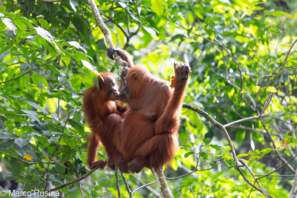 Sumatra Orangutan