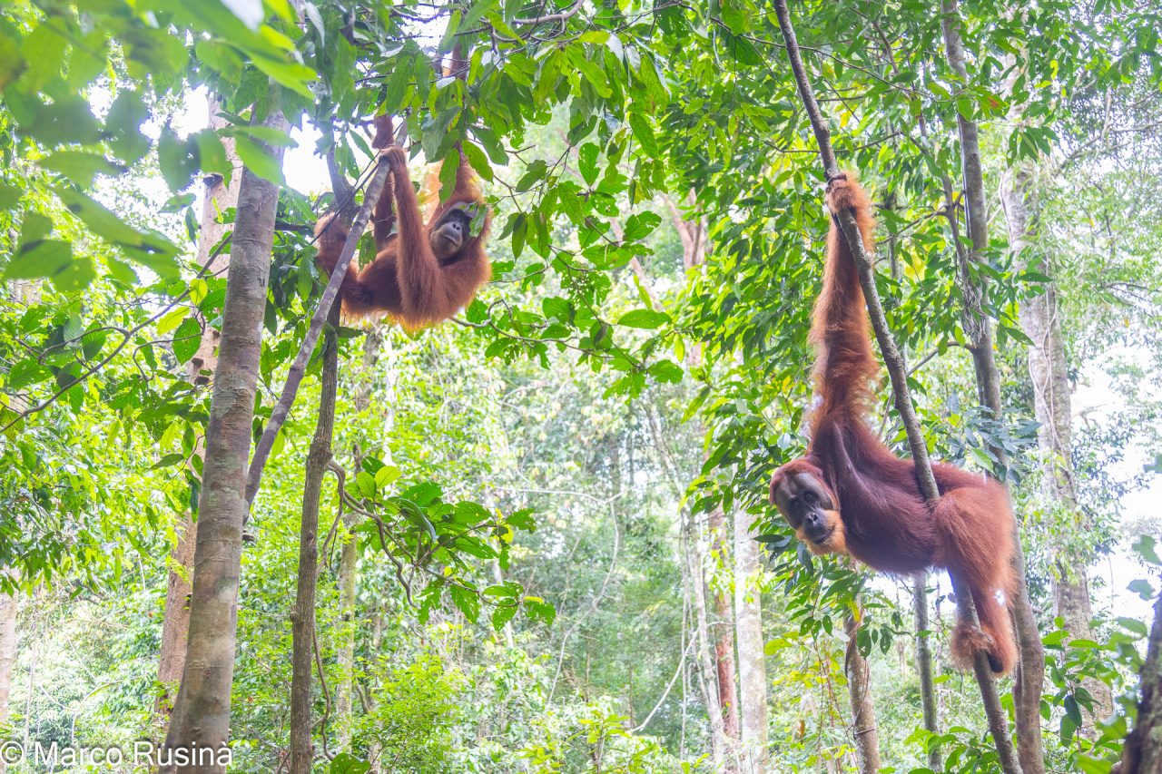 Sumatra Orangutan