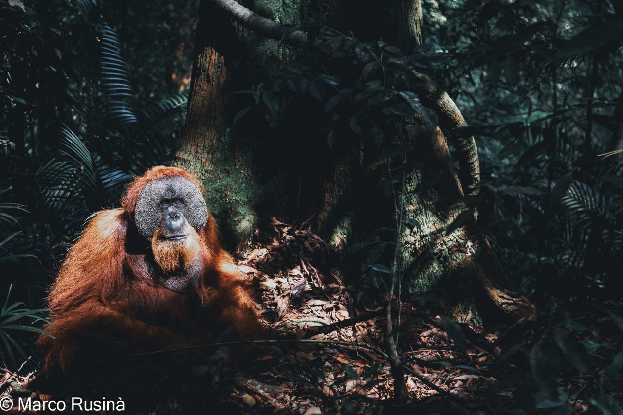 Sumatera Orangutan