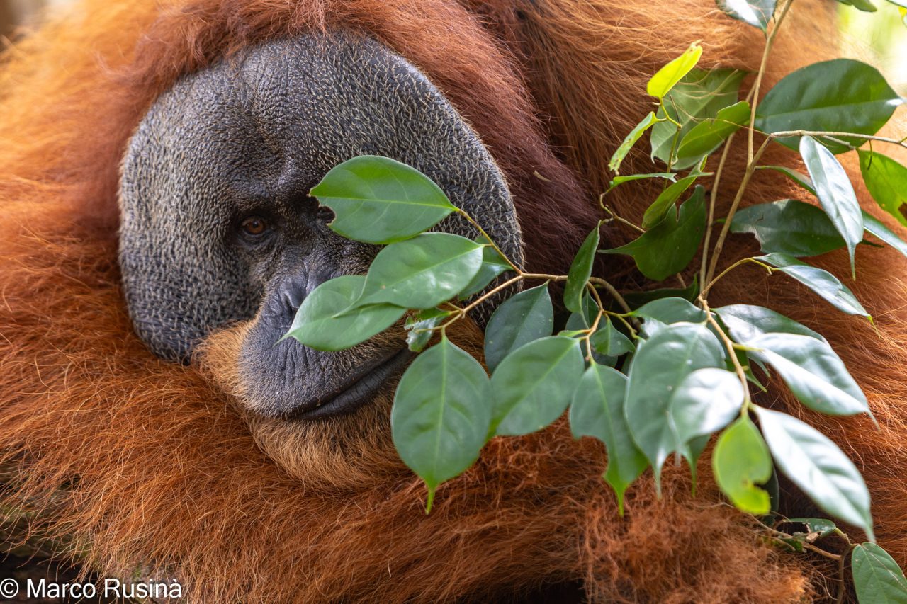 Sumatra Orangutan