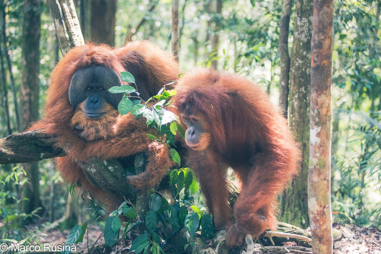 Sumatra Orangutan