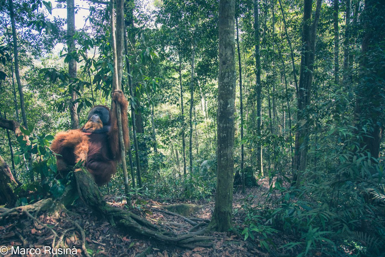 Sumatra Orangutan